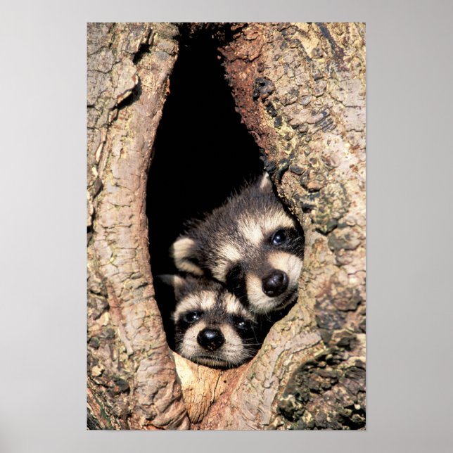 Baby Raccoons pinkeln aus Bäume Poster (Vorne)