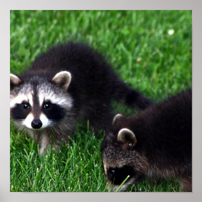 Baby Raccoons Poster (Vorne)