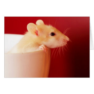 Baby Rat
