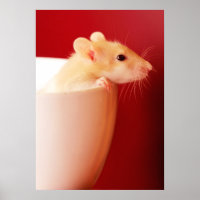 Baby Rat