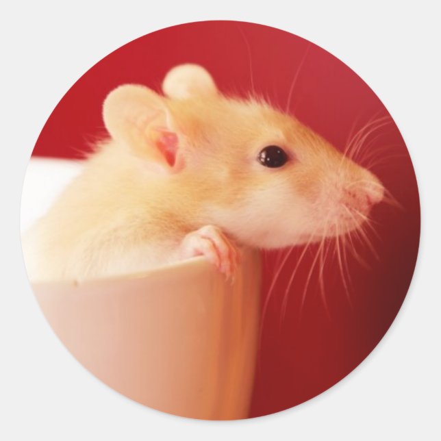 Baby Rat Runder Aufkleber (Vorderseite)