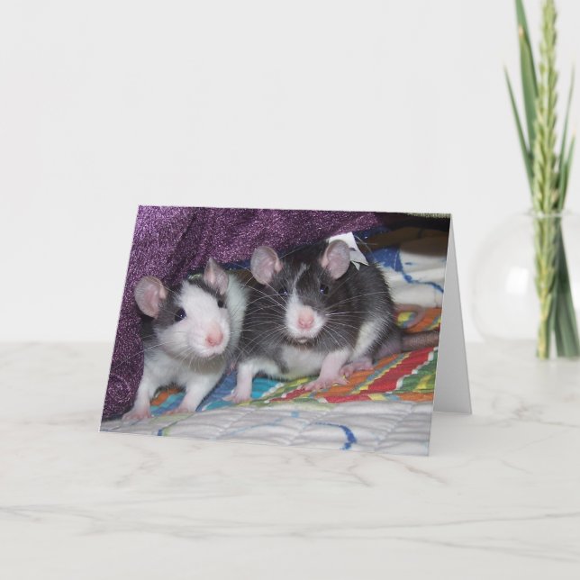 Baby Rats ~card Karte (Vorderseite)