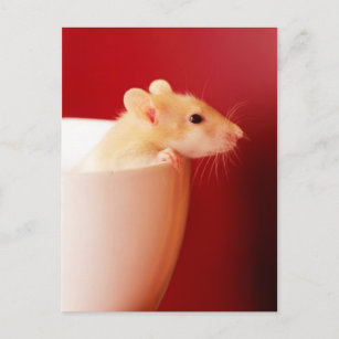 Baby-Ratte Postkarte