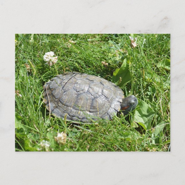 Baby Red Eared Slider Turtle Postkarte (Vorderseite)