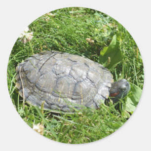 Baby Red Eared Slider Turtle Runder Aufkleber