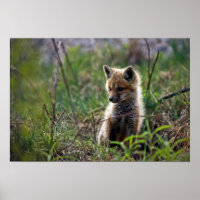 Baby Red Fox