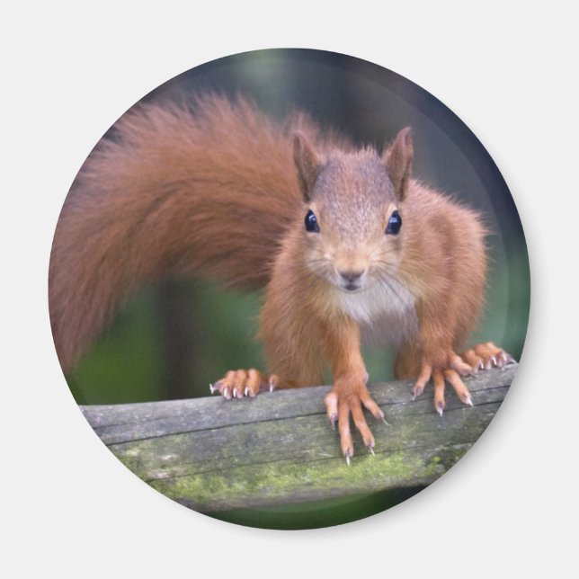 Baby Red Magnet (Vorne)