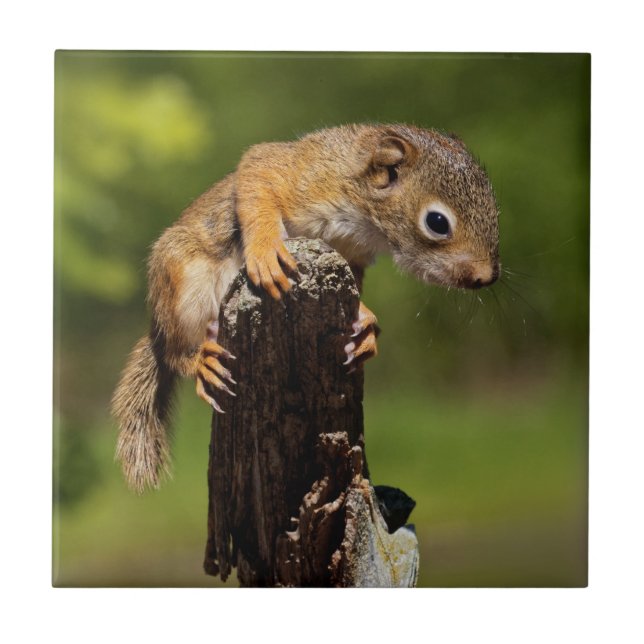 Baby Red Squirrel Fliese (Vorderseite)