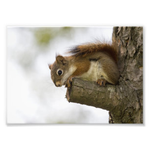 Baby Red Squirrel Fotodruck