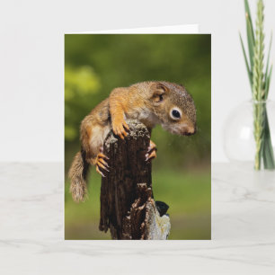 Baby Red Squirrel Karte