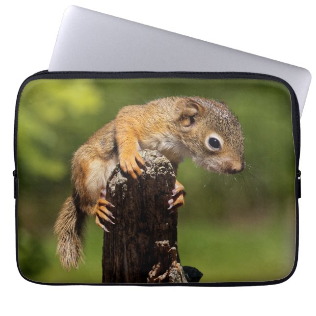 Baby Red Squirrel Laptopschutzhülle (Vorderseite)