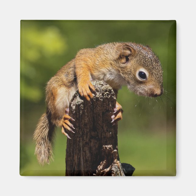 Baby Red Squirrel Magnet (Vorne)