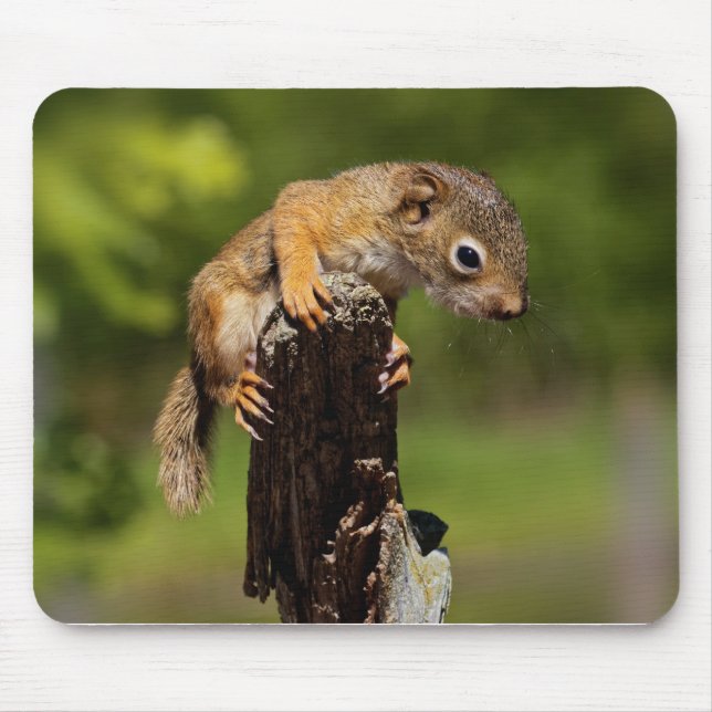 Baby Red Squirrel Mousepad (Vorne)