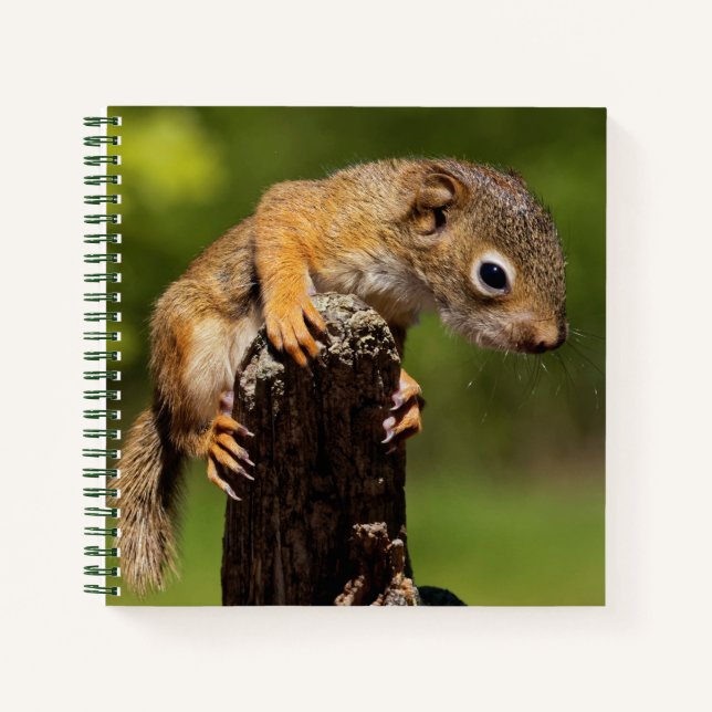 Baby Red Squirrel Notizbuch (Vorderseite)