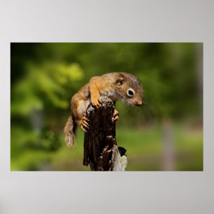 Baby Red Squirrel Poster