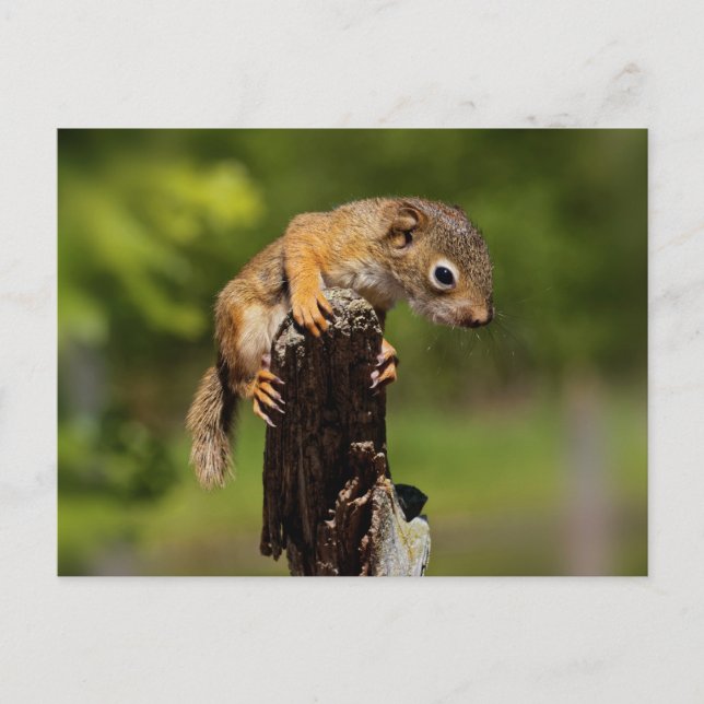 Baby Red Squirrel Postkarte (Vorderseite)