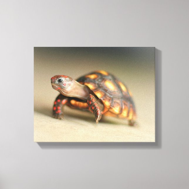 Baby Redfoot Tortoise Leinwanddruck (Vorderseite)