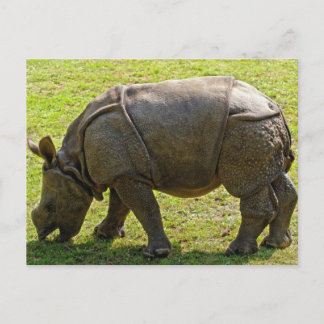 Baby Rhino Postkarte