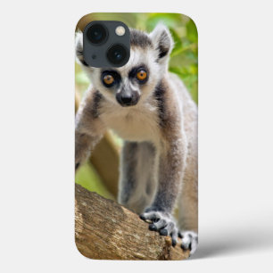 Baby Ring-angebundener Lemur title_seo2
