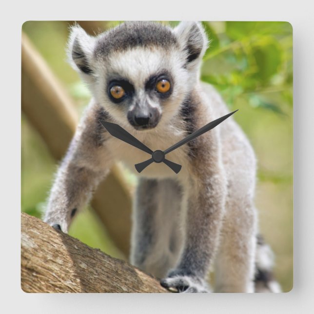 Baby ring-tailed lemur quadratische wanduhr (Vorderseite)