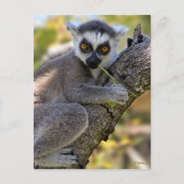 Baby Ring Tails Lemur Postkarte (Vorderseite)
