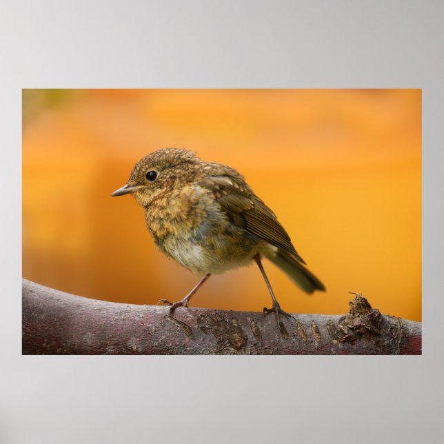 Baby Robin auf einem Baumzweig Poster (Vorne)