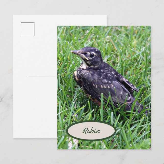 Baby Robin gerade aus Nest Bird-Fotografie Postkarte (Vorne/Hinten)