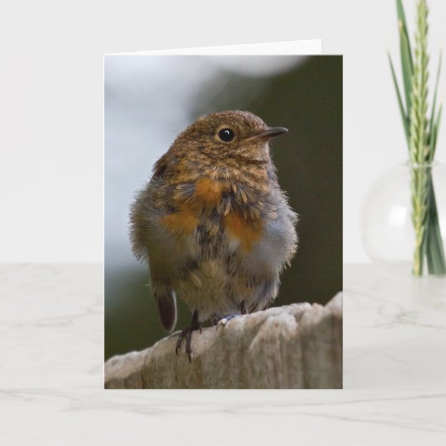 Baby-Robin-Gruß-Karte Karte (Vorderseite)