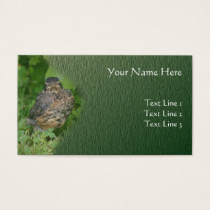 Baby Robin Jeune Oiseau Nature animale