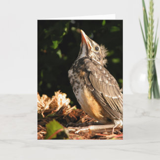 Baby Robin Karte
