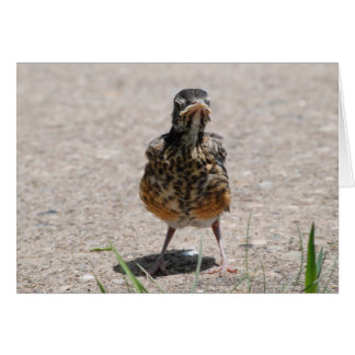 Baby Robin nimmt Stand