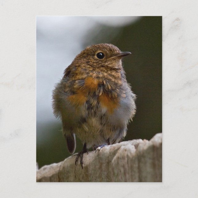 Baby Robin Postcard Postkarte (Vorderseite)