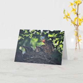 Baby Robins Birds in Nest Neugeborene Wildtiere Karte