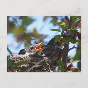 Baby Robins dans le nid Carte postale