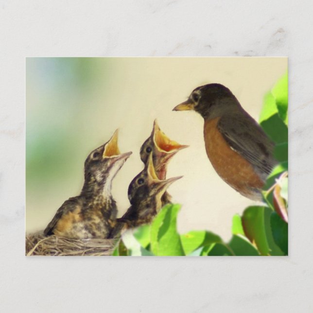 Baby Robins Postkarte (Vorderseite)