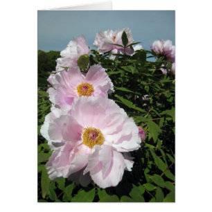 Baby-Rosa-Pfingstrosen