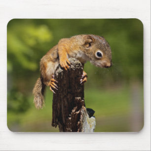 Baby Rothörnchen Mousepad