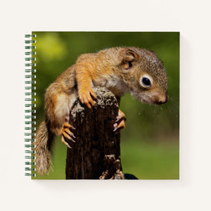 Baby Rothörnchen Notizbuch