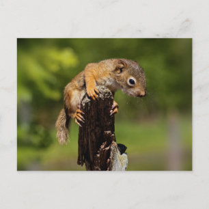 Baby Rothörnchen Postkarte
