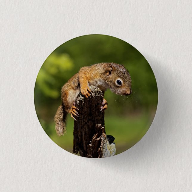 Baby-Rotschwanzhörnchen Button (Vorderseite)