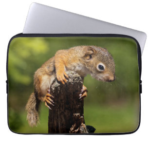 Baby-Rotschwanzhörnchen Laptopschutzhülle
