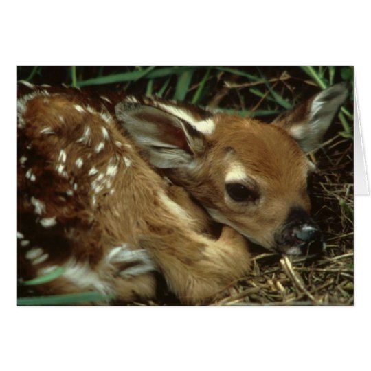 Baby-Rotwild-Gruß-Karte Karte