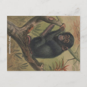 Baby Schimpanse Vintage Zoologische Skizze Postkar Postkarte