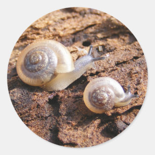 Baby-Schnecke-Aufkleber Runder Aufkleber