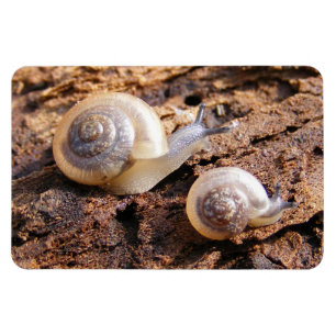 Baby-Schnecken Magnet