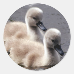 Baby-Schwan-Aufkleber Runder Aufkleber