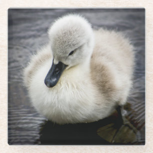 Baby-Schwan Cygnet Glasuntersetzer
