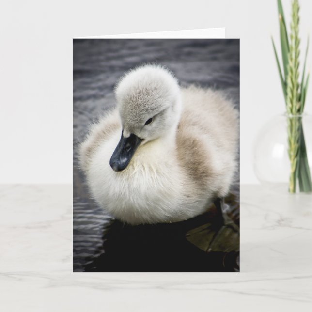 Baby-Schwan| Cygnet Karte (Vorderseite)