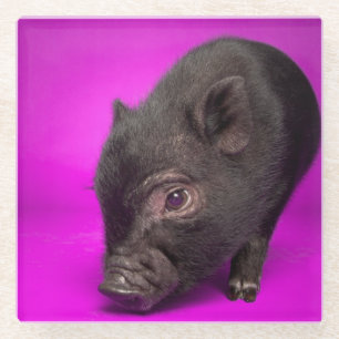 Baby-schwarzes Schwein Glasuntersetzer