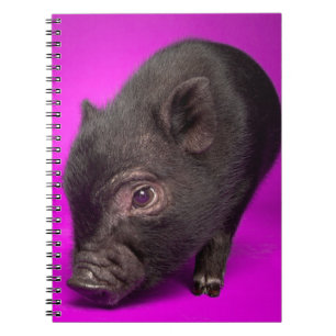 Baby-schwarzes Schwein Notizblock